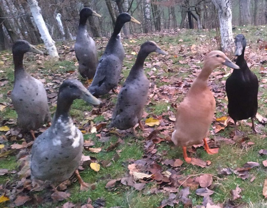 Jaja lęgowe kaczek biegus indyjski francuskie, staropolskie