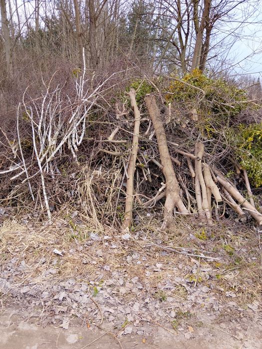 Drewno  oddam  olcha  osika  sosna