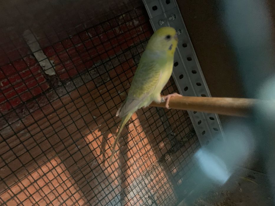 Periquitos disponiveis para venda ou troca