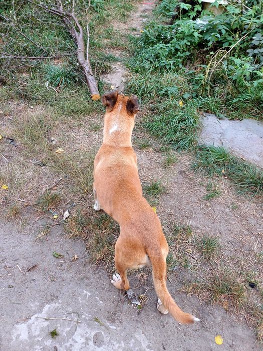 Skipper, starszy blablador z morzem radości