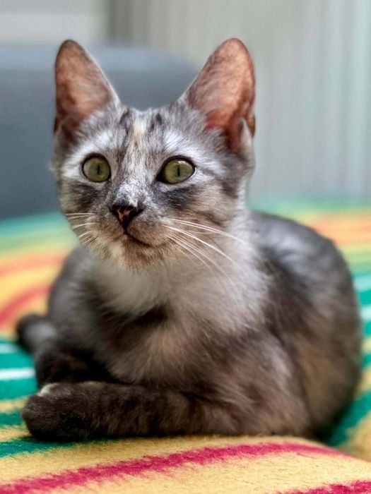 Śliczna kotka do adopcji