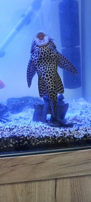 Pleco leopardo 30cm