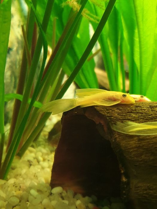 Zbrojnik Glonojad L144 WELONIASTY Rawa Mazowiecka Łódź