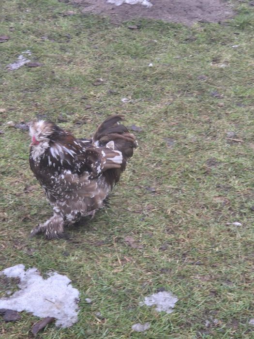 Sprzedam kogutka silki