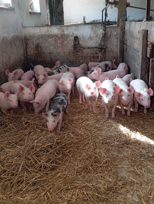 sprzedam prosieta, prosiaki warchlaki  80 sztuk