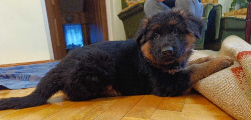 Owczarek niemiecki FCI długowłosy