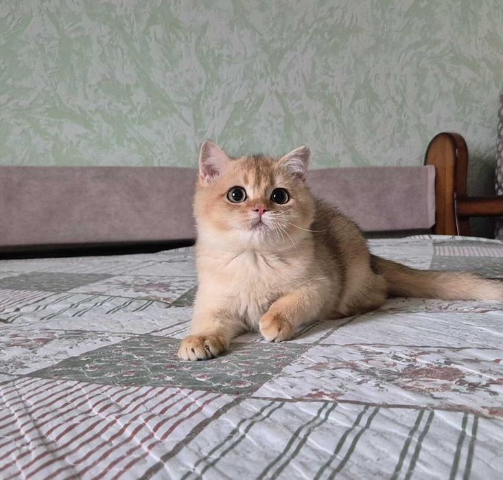 Британський котик