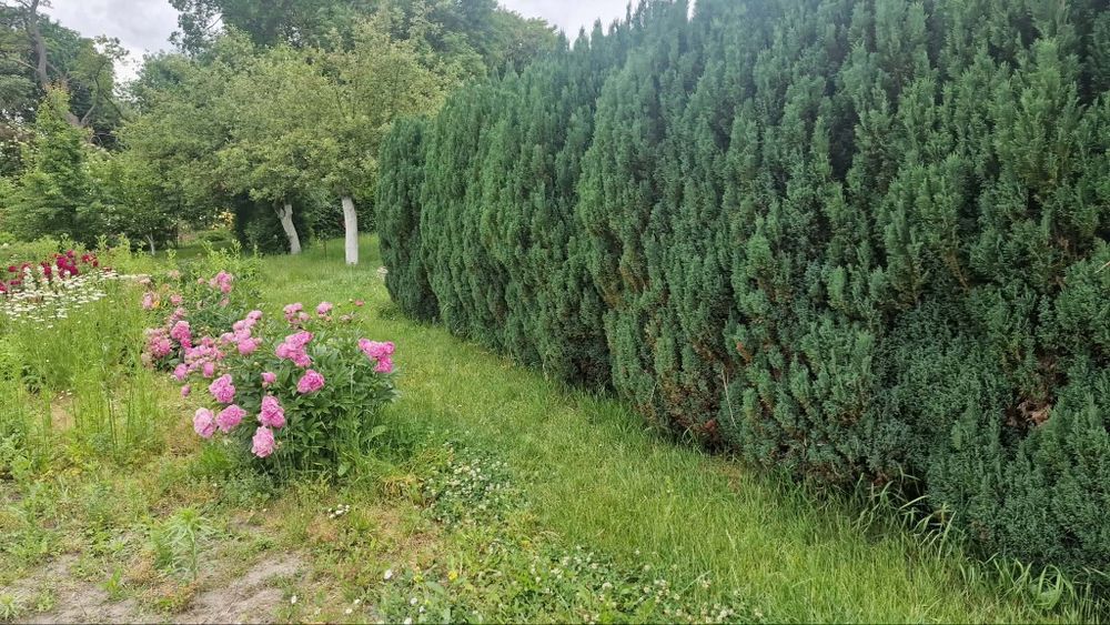 Działka 600m2 ROD w Pyrzycach