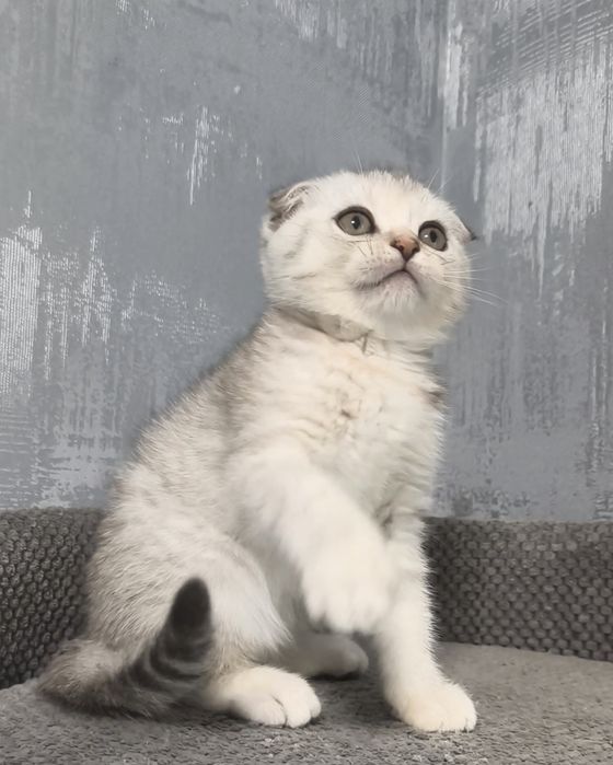 Висловуха дівчинка срібла шиншила котята кошенята котики