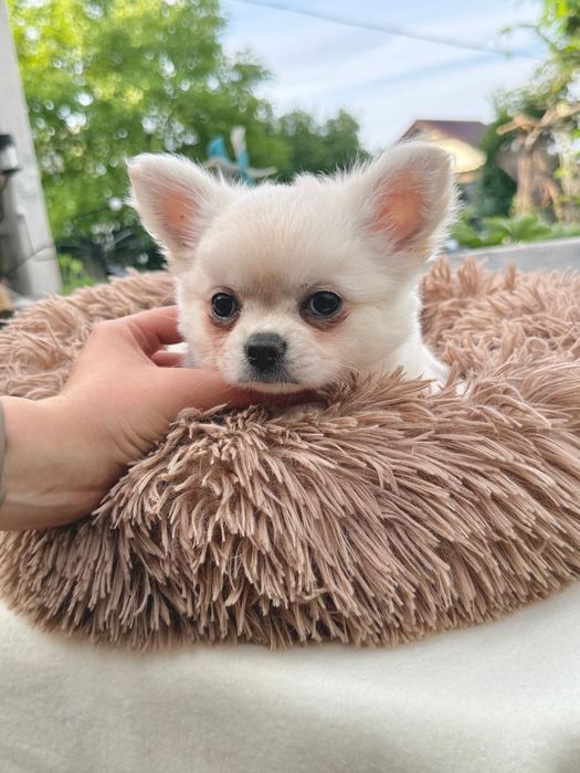 DEXTER chihuahua chłopczyk długowłosy, prawdziwy rodowód FCI