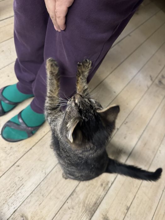 Кошеня в добрі руки