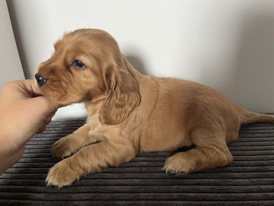 suczka cocker spaniel angielski