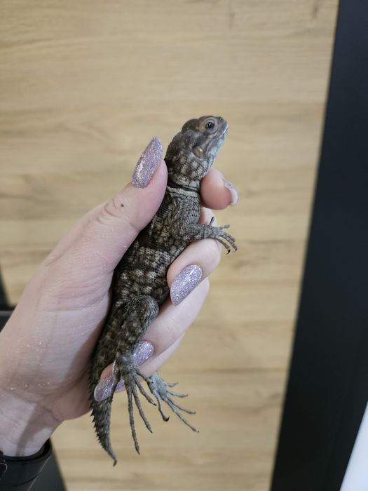 Oplurus cuvieri/Jaszczurka