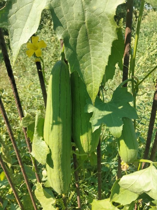 Люфа - природня мочалка