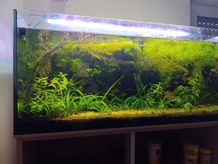 Aquário completo para venda