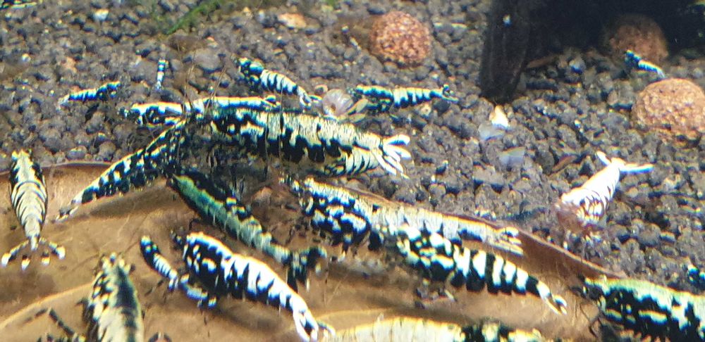 Krewetki galaxy okazja