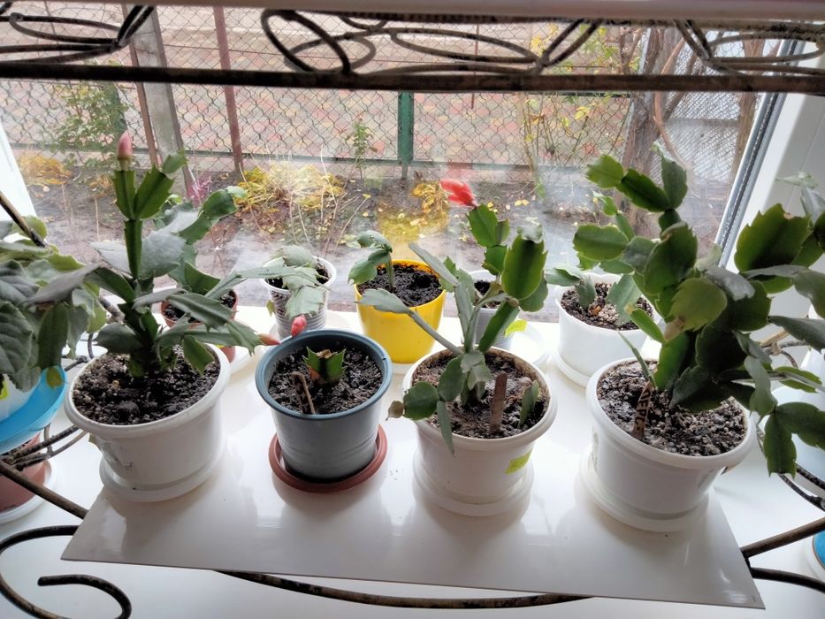 Шлюмбергера персикова