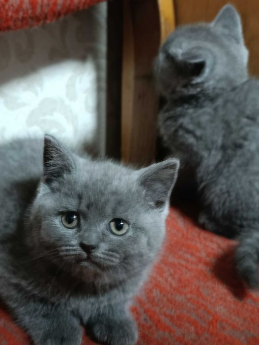 Британські кошенята