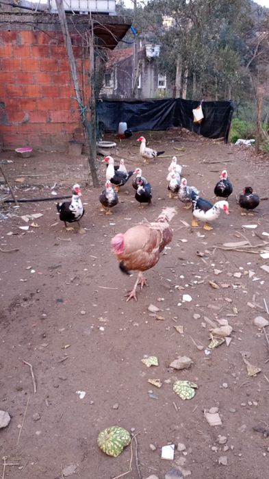 Vendem-se patos!!