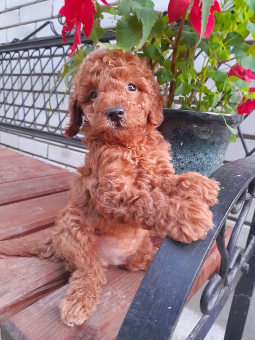 Найгарніші малята той -Пудель.