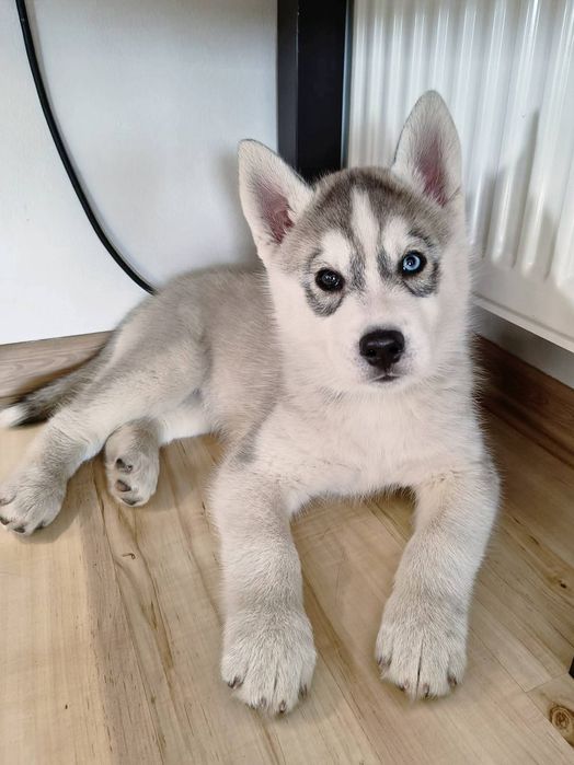 Piesek z heterochromią Siberian Husky  szczeniak zkwp fci