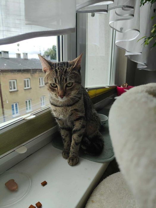 Kotek do adopcji
