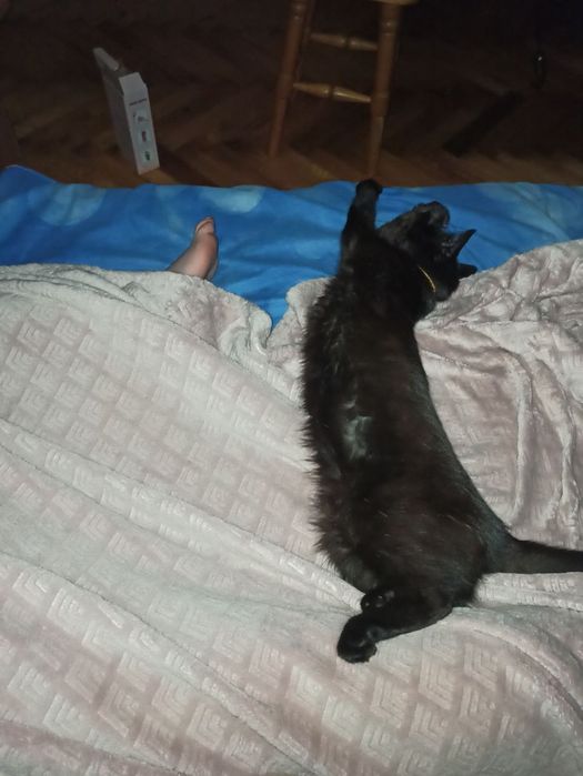 Чорненька кішечка