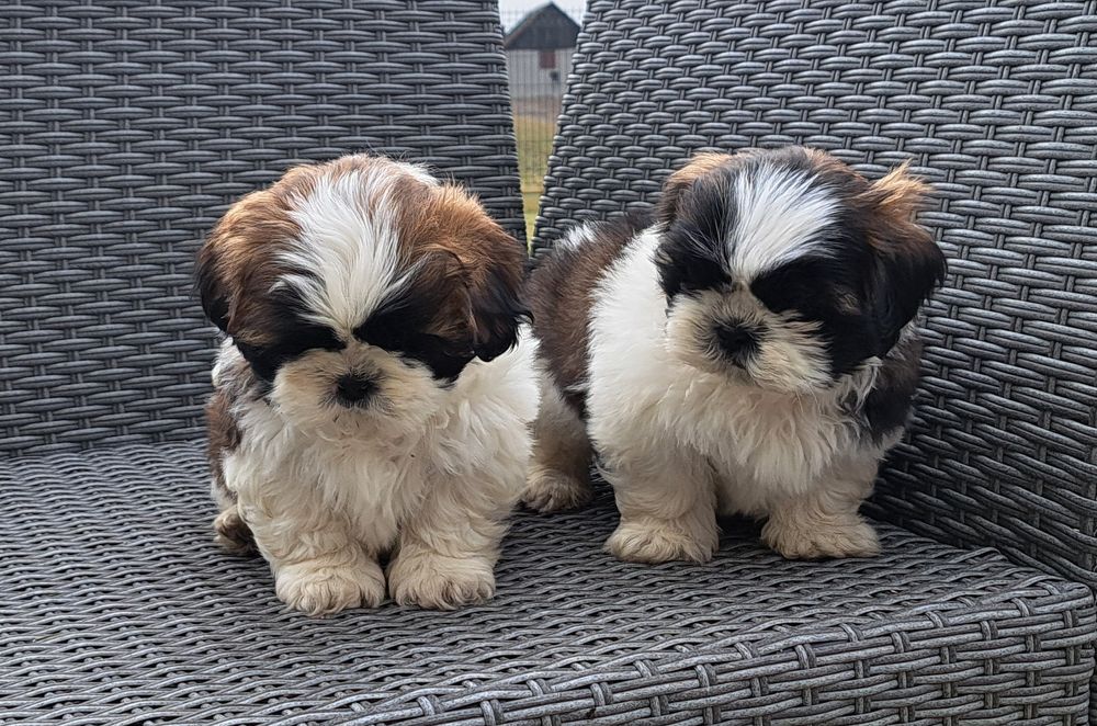 Shih tzu   piesek