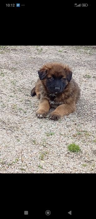 Filhotes para adoção