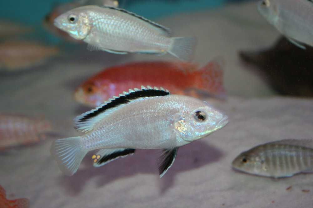Caeruleus Nkhata Bay