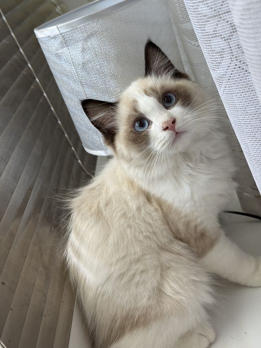 Piękny kocurek Ragdoll