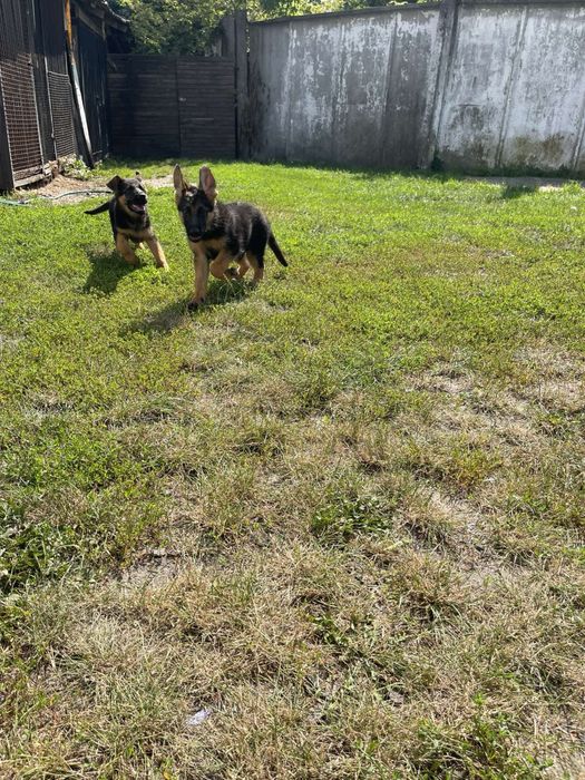 Маємо  таких красунчиків