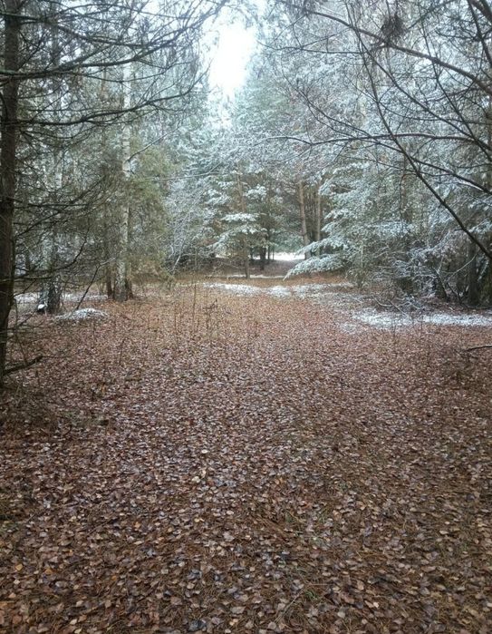 Działka rekreacyjna las staw 1,26Ha