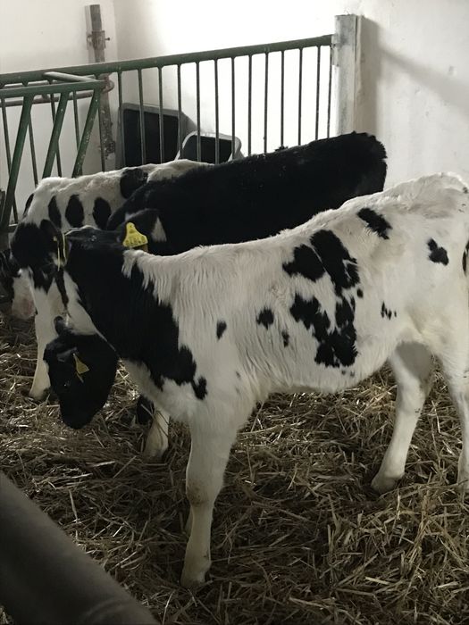 Sprzedam cielaki byczki i jałóweczki z kartami