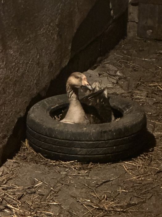 Gesi garbonose samice