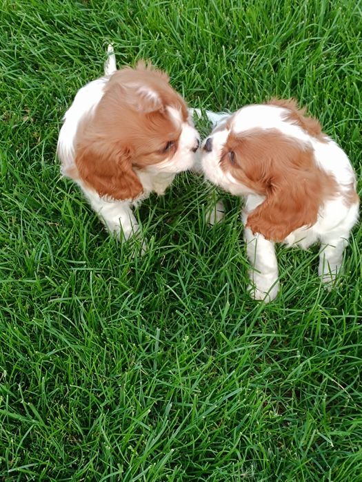 Cavaljer King Charles Spaniel (Piesek)