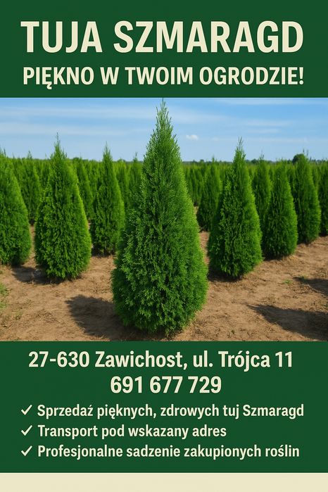 Tuja Szmaragd producent transport
