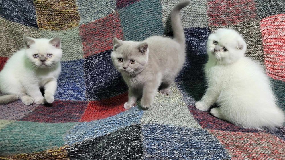 Смешарики . Шотландские котята .