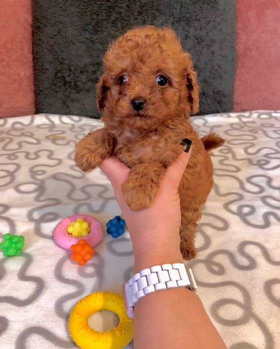 Дівчинка пудель тікап