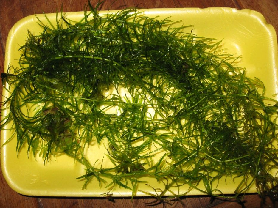 Наяда, роголистник- растения для аквариума