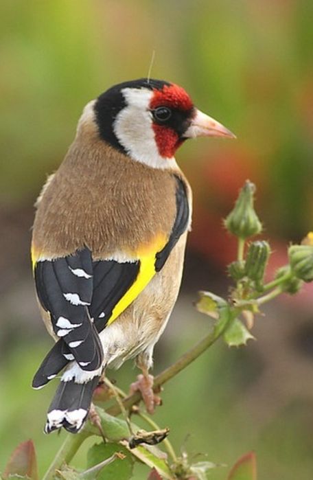Gaiolas e aves disponíveis