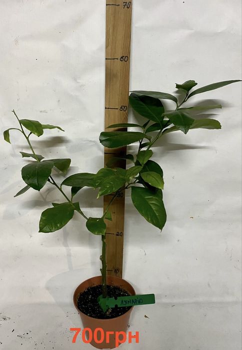 Цитруси , лимон, лайм, клементин, кумкват,  апельсин.