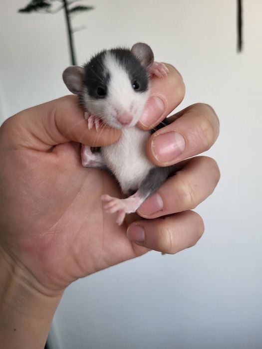 Крыски Рекс, Дамбо | Все для домашних животных