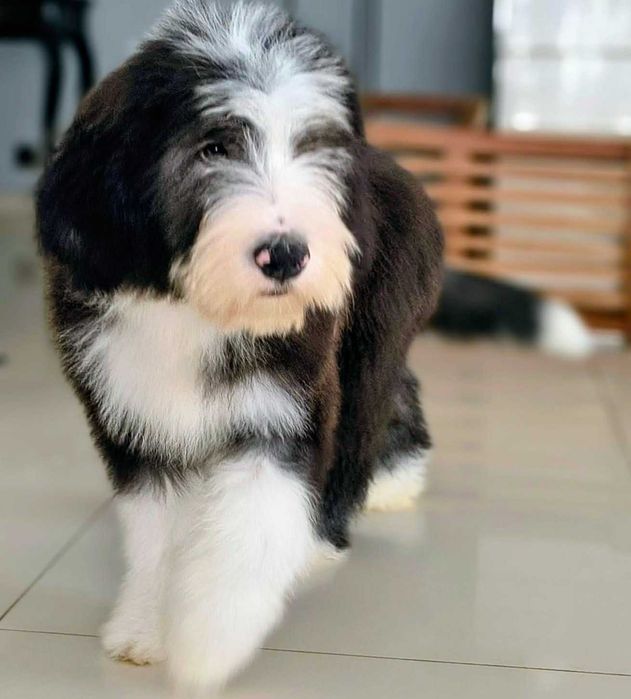 Szczenię rasy Bearded collie FCI