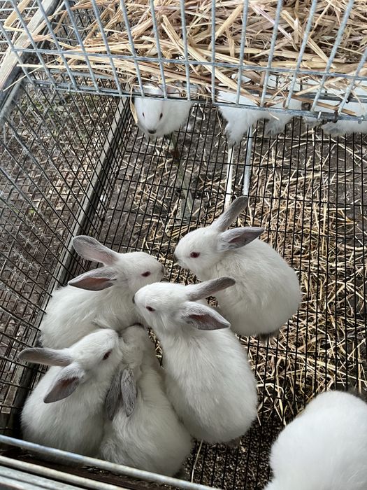 Vendo coelhos machos a 5 euros