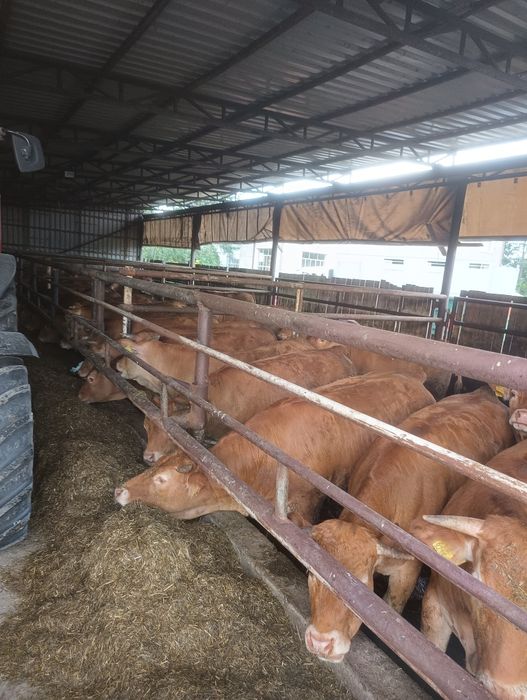 Buhaje rozplodowe Limousine