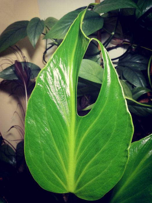Monstera Burle Marx Flame philodendron RZADKOŚĆ kolekcjonerska natura