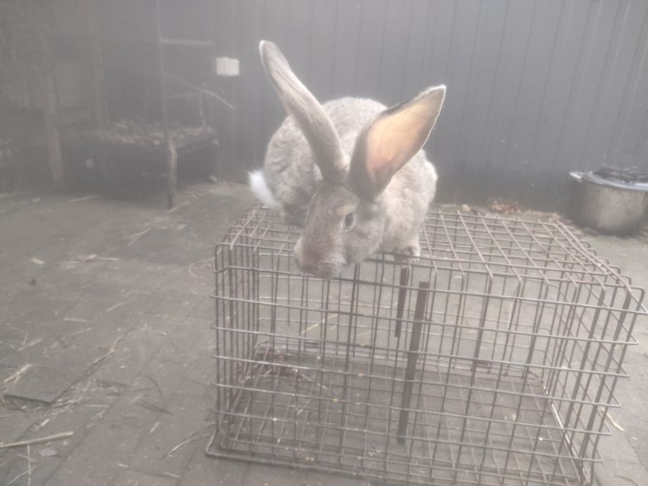 Samce i samiczki Belg olbrzymi szary szynszylowaty