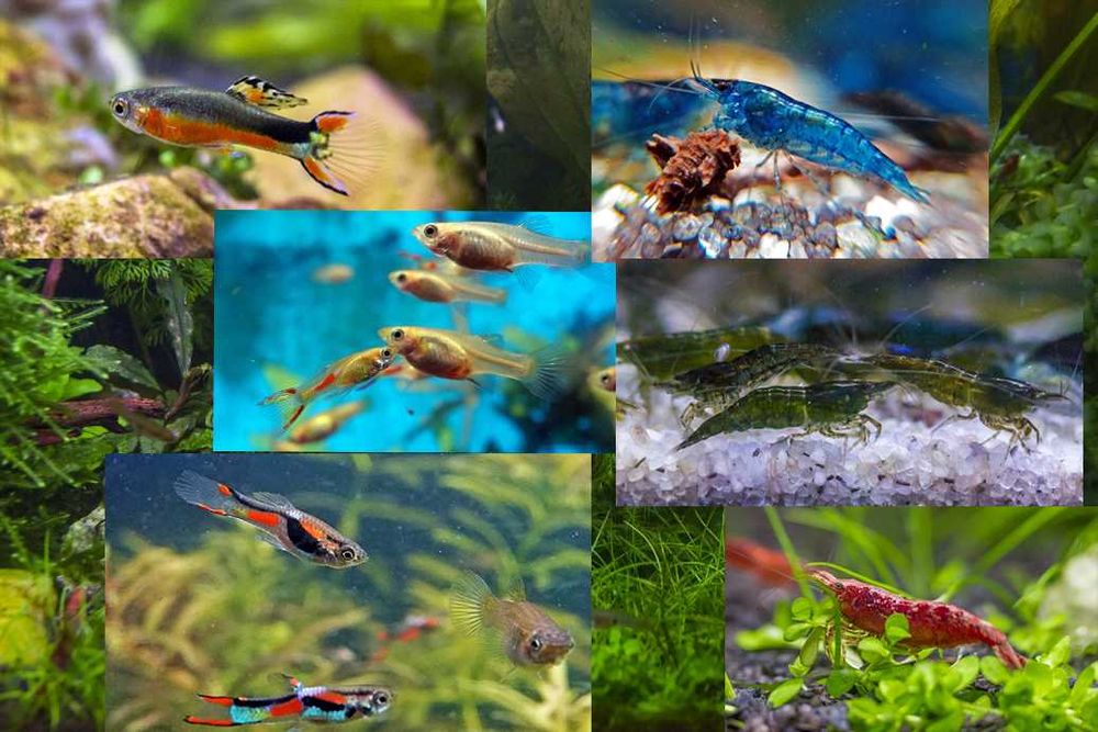 Kolorowy zestaw krewetki i gupiki 6 odmian wysyłka