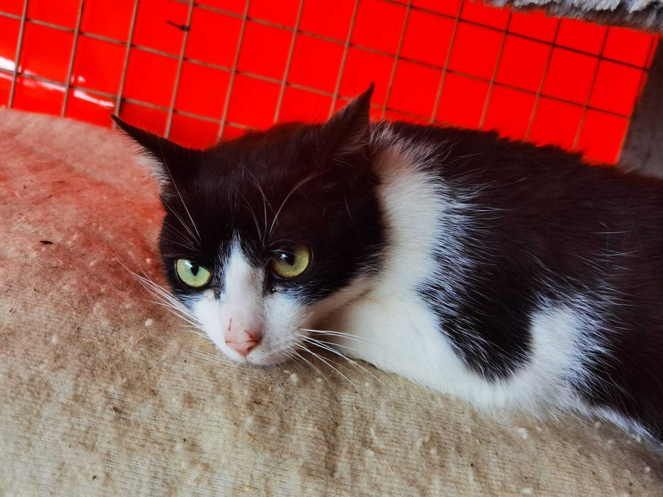 Kot Diego szuka domu